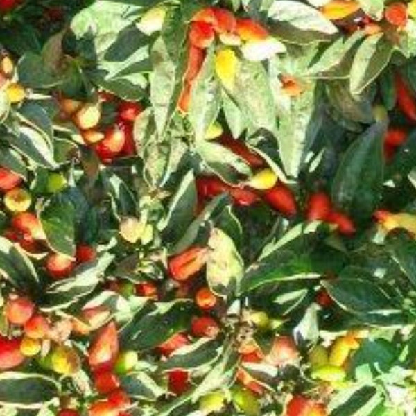 Little Elf Pepper Seeds - Ornamental and Edible - Capsicum Annuum