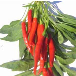 Hot Thai Prik Mun Pepper Seeds - Dragon Pepper Seeds - Thai Chili Pepper Seeds