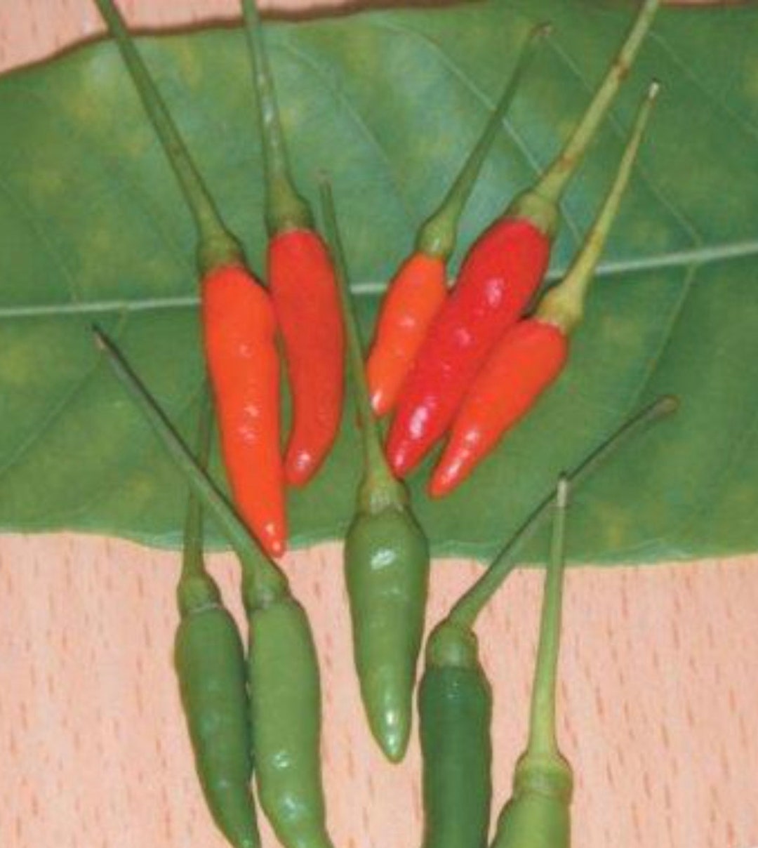 Hot Thai Garden Bird Pepper Seeds Thai Chili Pepper Seeds Etsy