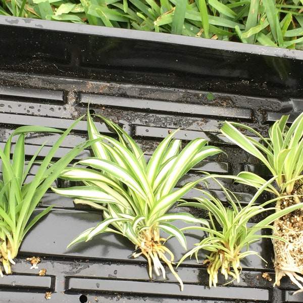 Spider Plant babies (3) plants bare root for 18.00 .We offer green,variegated and reverse variegated.