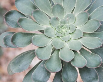 Aeonium Desert Photography - Green Desert Plant, Fine Art Photograph, Gallery Wall, Nature Decor, Large Wall Art, Home Decor