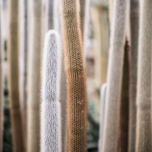 Naturfotografie - Kaktus Wüstenpflanzen, Kunstfotografie, Galeriewand, Naturdekor, große Wandkunst, Wohnkultur, Kakteen