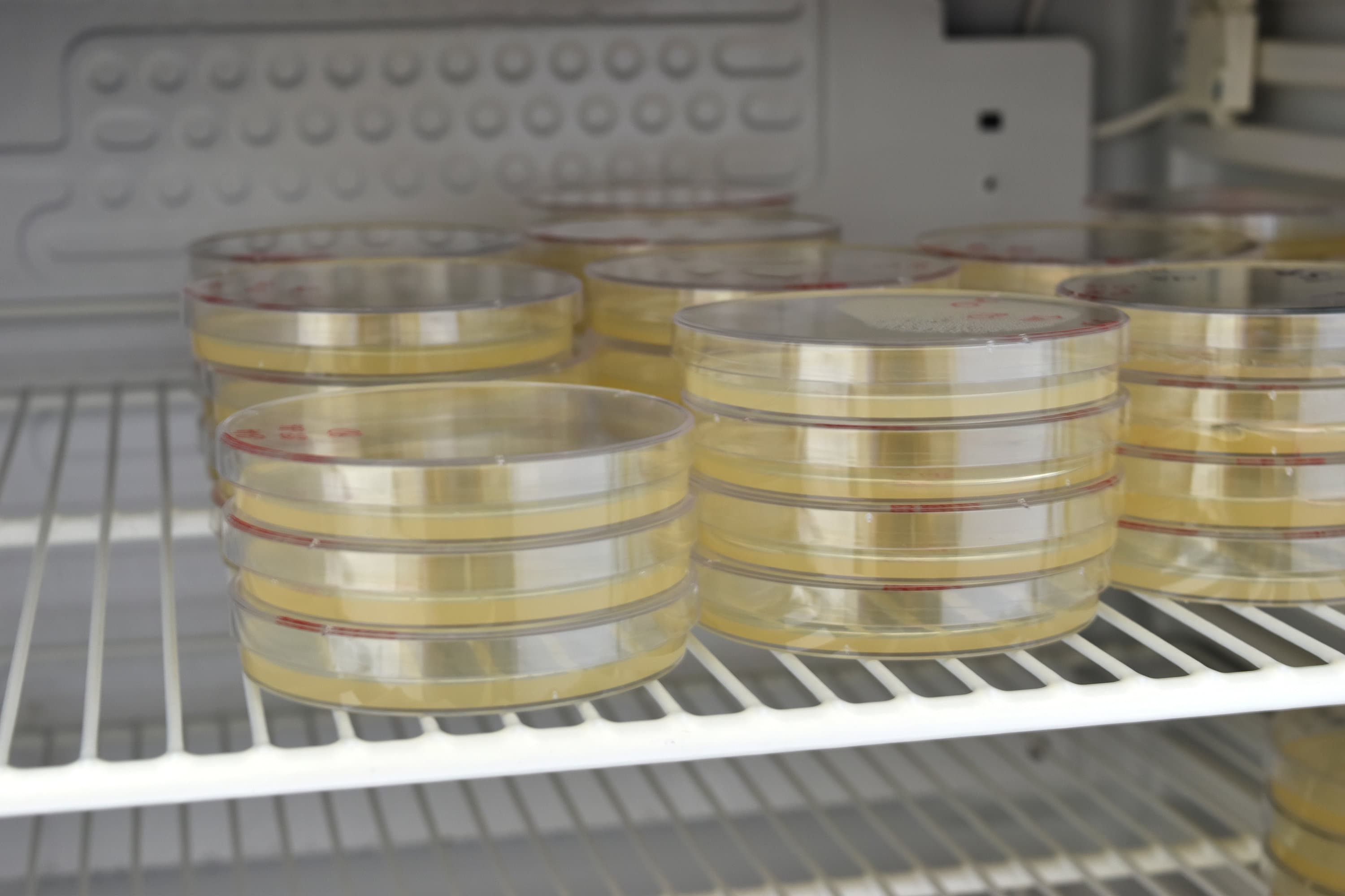10 Malt Agar Plates, Sterilized Prepoured Agar Petri Dishes Culture