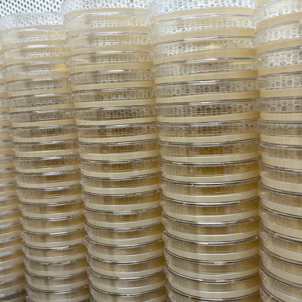 100 Malt Agar Petri Dishes - Bulk Agar Dishes - Ideal for Fungal Cultures, Mushroom Spore Germination, Mold Detection, and More