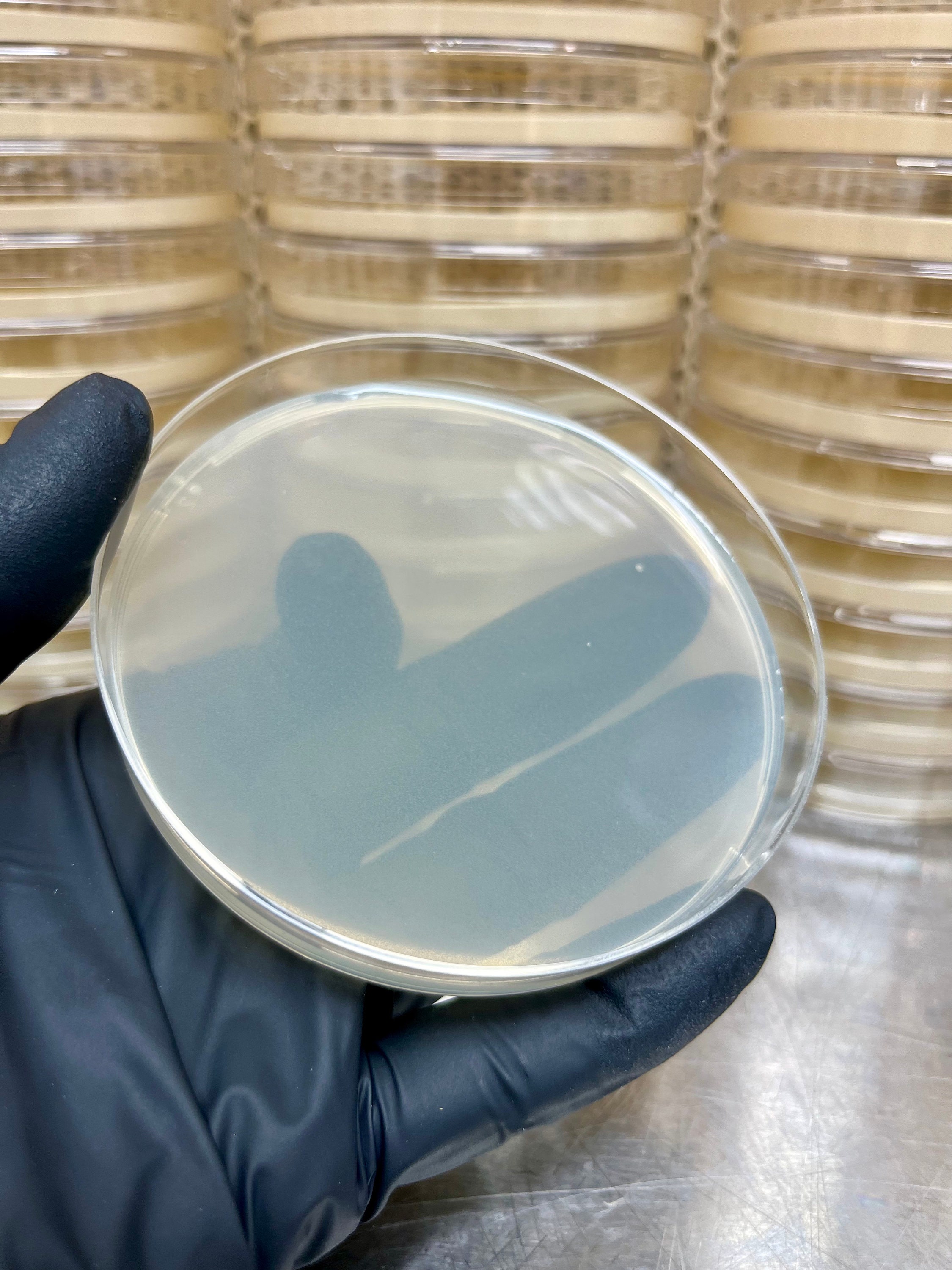 10 Malt Agar Plates Sterilized Prepoured Agar Petri Dishes Etsy