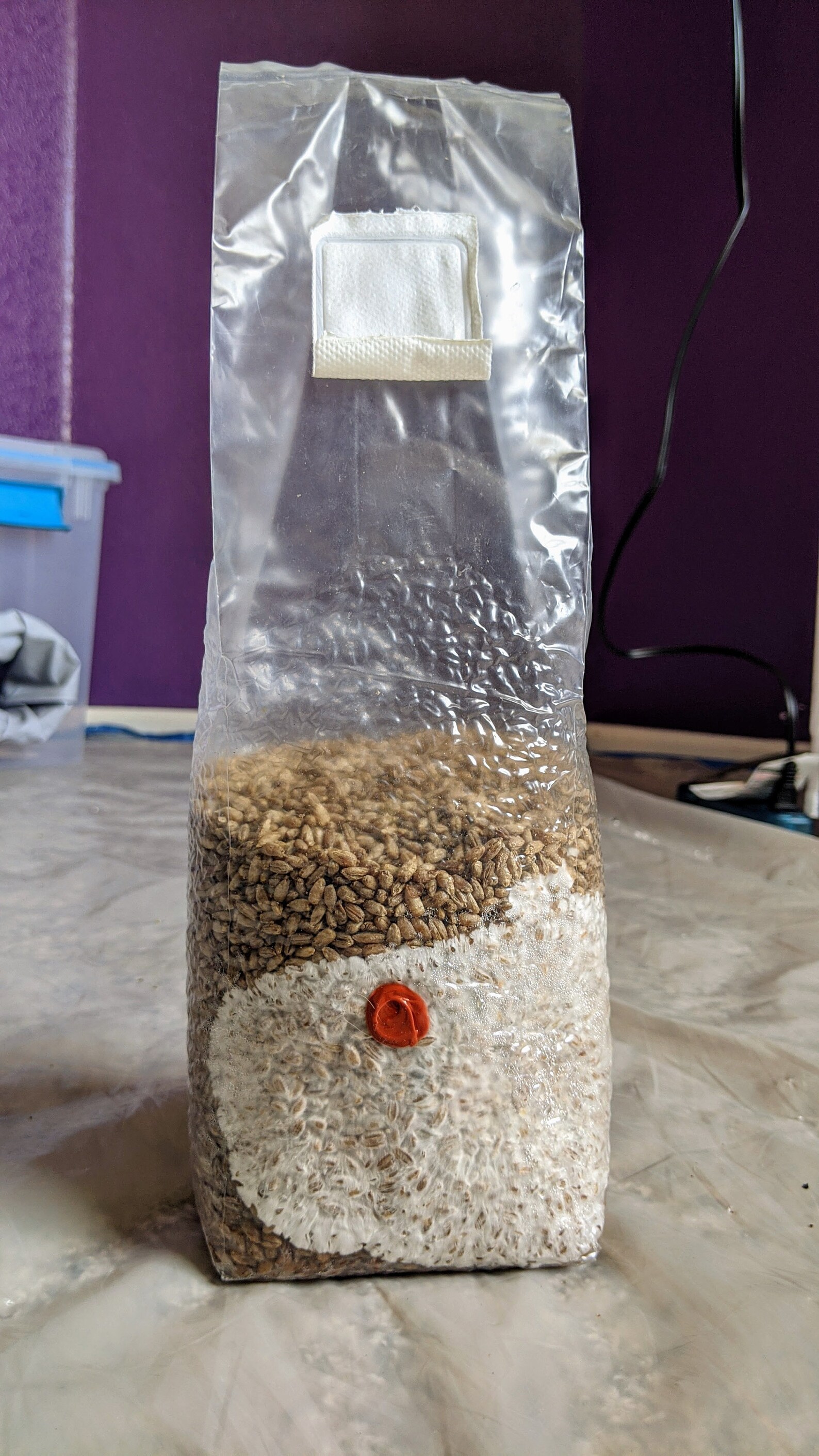 Mushroom Grow/Spawn Bag 0.5 Micron Filter Perfect for Etsy