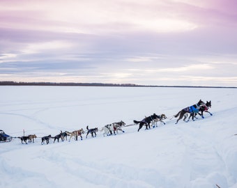 mushing shop