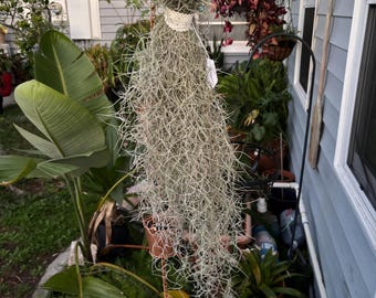 Musgo español vivo de 53 cm, planta aérea saludable, decoración para bodas