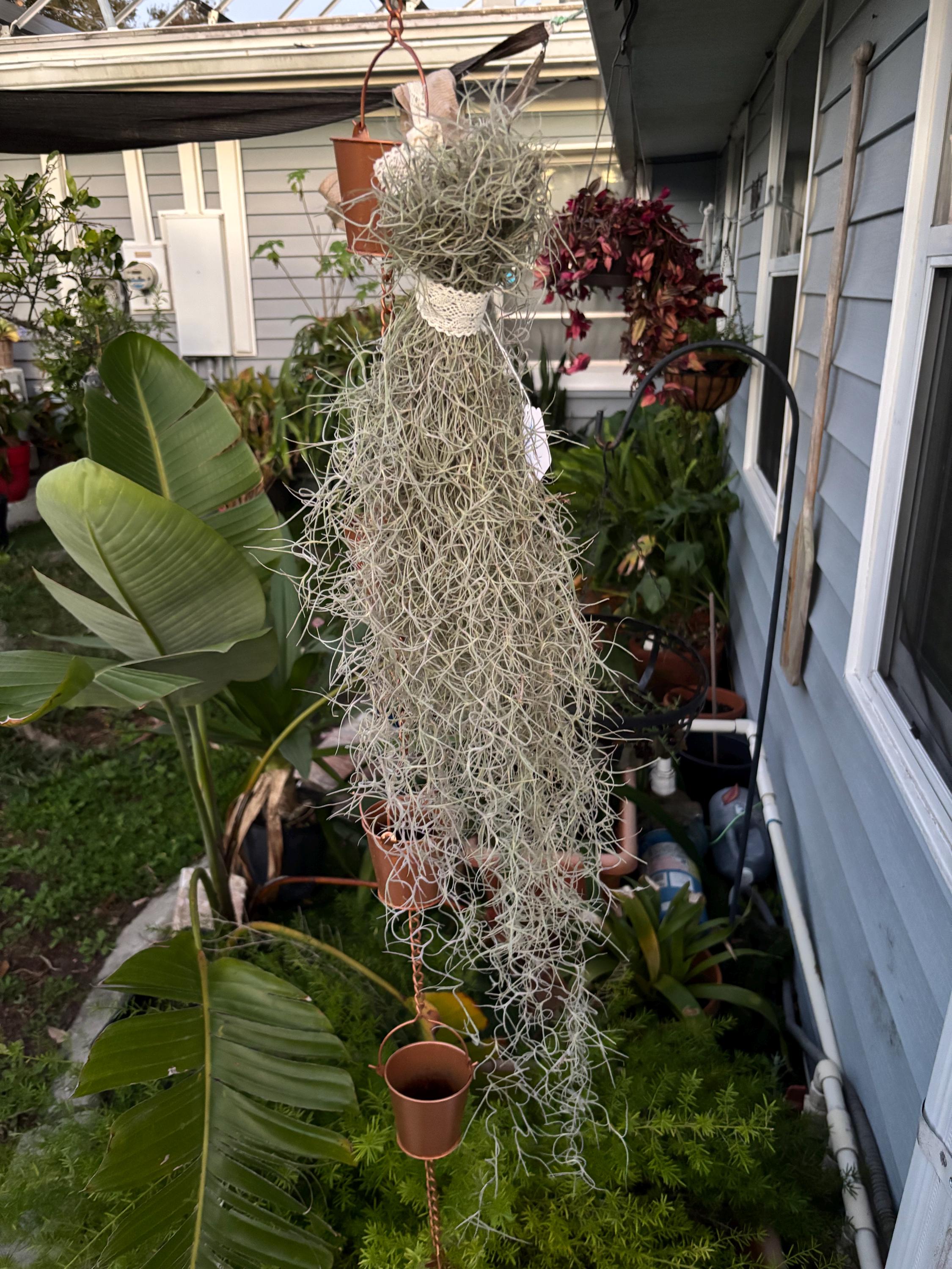 21" Live Spanish Moss, Healthy Air Plant, Wedding Decor