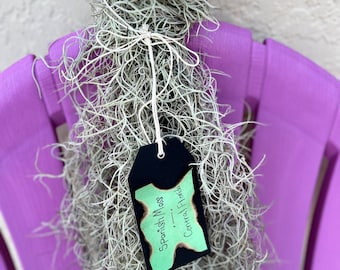 Leef Spaans mos - gezonde Florida-luchtplant, bruiloftsdecor