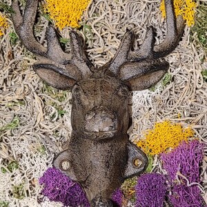 May include: A dark brown cast iron deer head wall hook with antlers. The hook is surrounded by white, yellow, and purple dried moss.