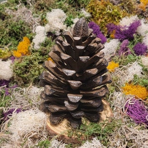 May include: A dark brown pine cone on a wooden slice surrounded by a variety of dried moss and flowers.