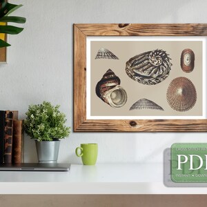 以下が含まれることがあります： 6つの貝殻を様々な形と色で描いたクロスステッチパターンのPDFダウンロード。貝殻はベージュの背景に配置されています。このパターンはクロスステッチプロジェクト用です。