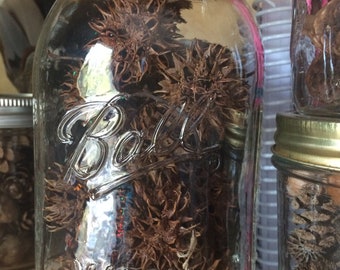 Witches Burrs in Jar