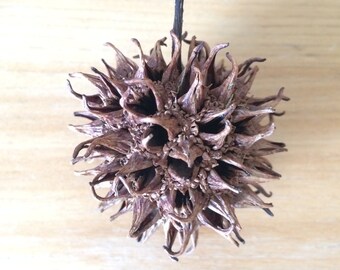 Witches Burrs