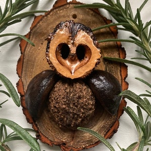 May include: A wooden owl ornament made from natural materials. The owl's eyes are made from a halved walnut shell, the body is made from a small, round, brown nut, and the wings are made from two halves of a larger, brown nut. The ornament is mounted on a wooden slice.