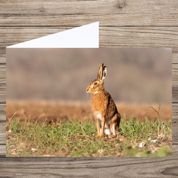 Hare greeting card - blank greeting card - nature card UK - hare card - any occasion card  - wildlife card - animal lover - countryside card