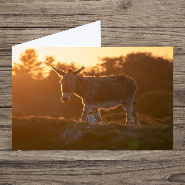 New Forest donkey - blank  greeting card - photo card -  card for animal lovers - any occasion card - donkey card