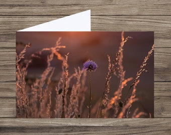 Wildflower greeting card -  flower photo card - flower birthday - flower card UK - wildflowers - meadow flowers - Sheep's bit flower