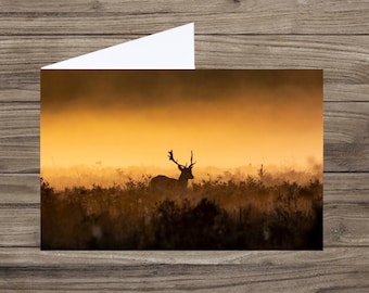 Stag card - wildlife card - deer card - sunrise stag photo - card for animal lover - any occasion card - nature card UK - British wildlife -