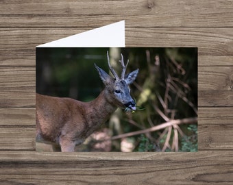 Cute deer card  - deer card - blank greeting card - nature photography - forest card  - nature card UK - funny animals - wildlife card