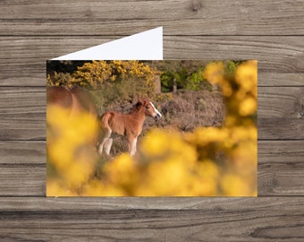 New Forest foal card  - pony card - wildlife inspired - nature photography - forest card  - nature card UK - horse card - nature birthday