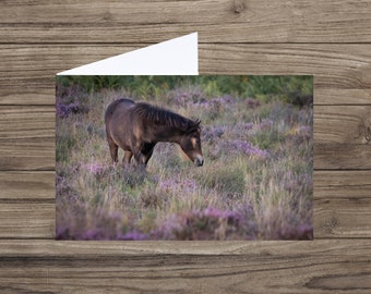 Pony heather card  - New Forest Pony - blank greeting card - nature photography - forest card  - nature card UK - animal card - notelet