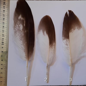 RARE Golden Eagle Feather, Bird of Prey Feathers, Ethical Feathers, Altar Decor, Divination, Witch Accessory, Pagan Tools, Shaman Feather