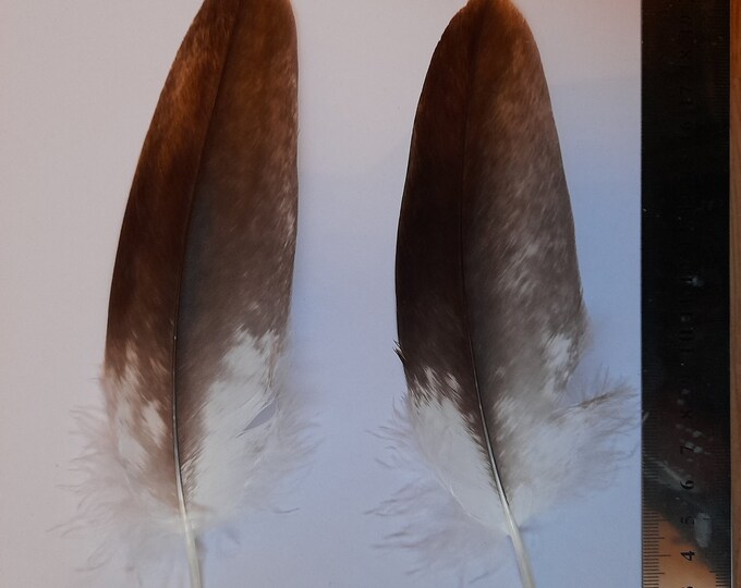 Bald Eagle Feather, Bird of Prey Feathers, Ethical Feathers, Altar Decor, Divination, Witch