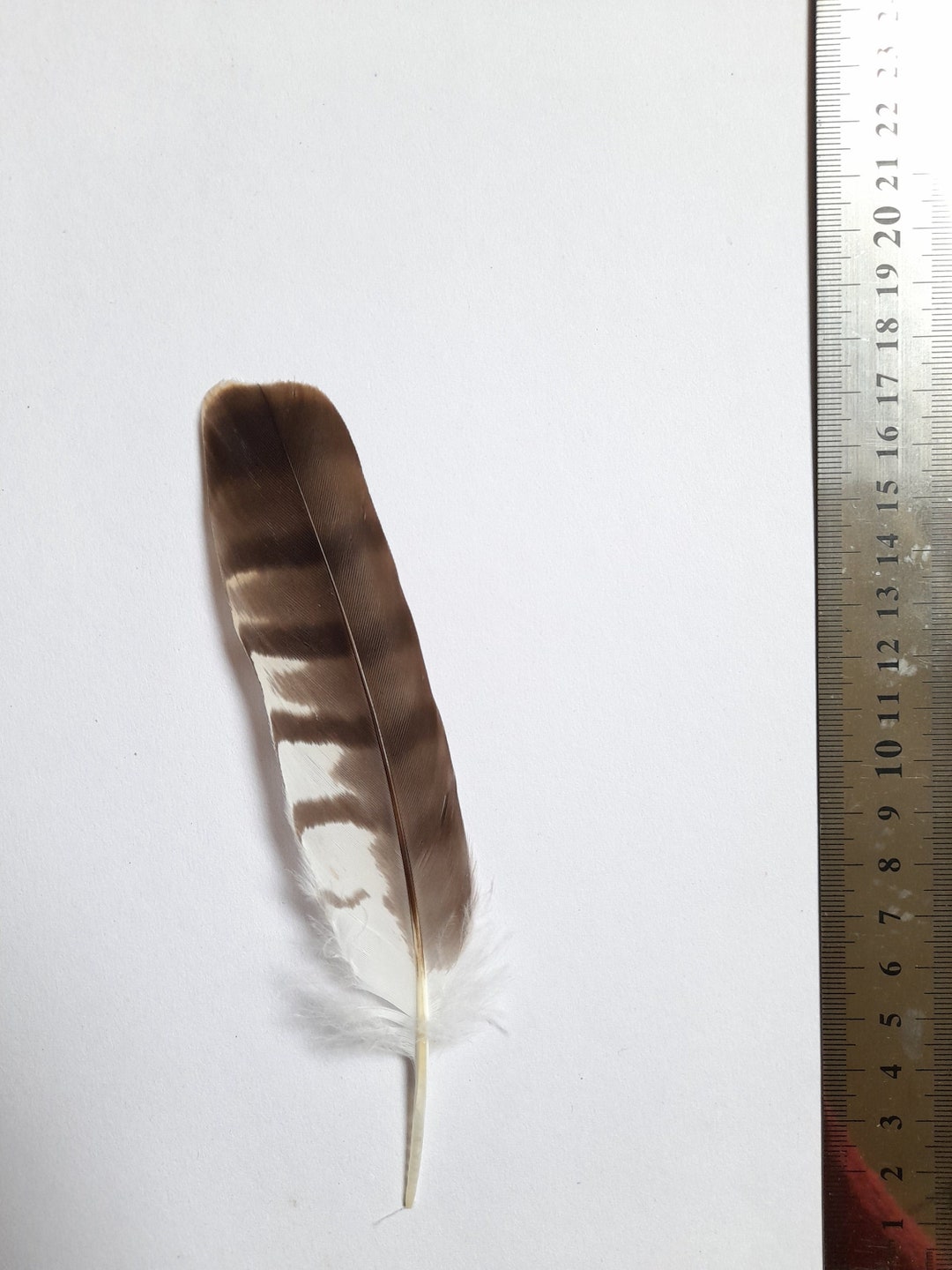 RARE Sparrowhawk Feather Hawk Feathers Ethical Feathers Etsy