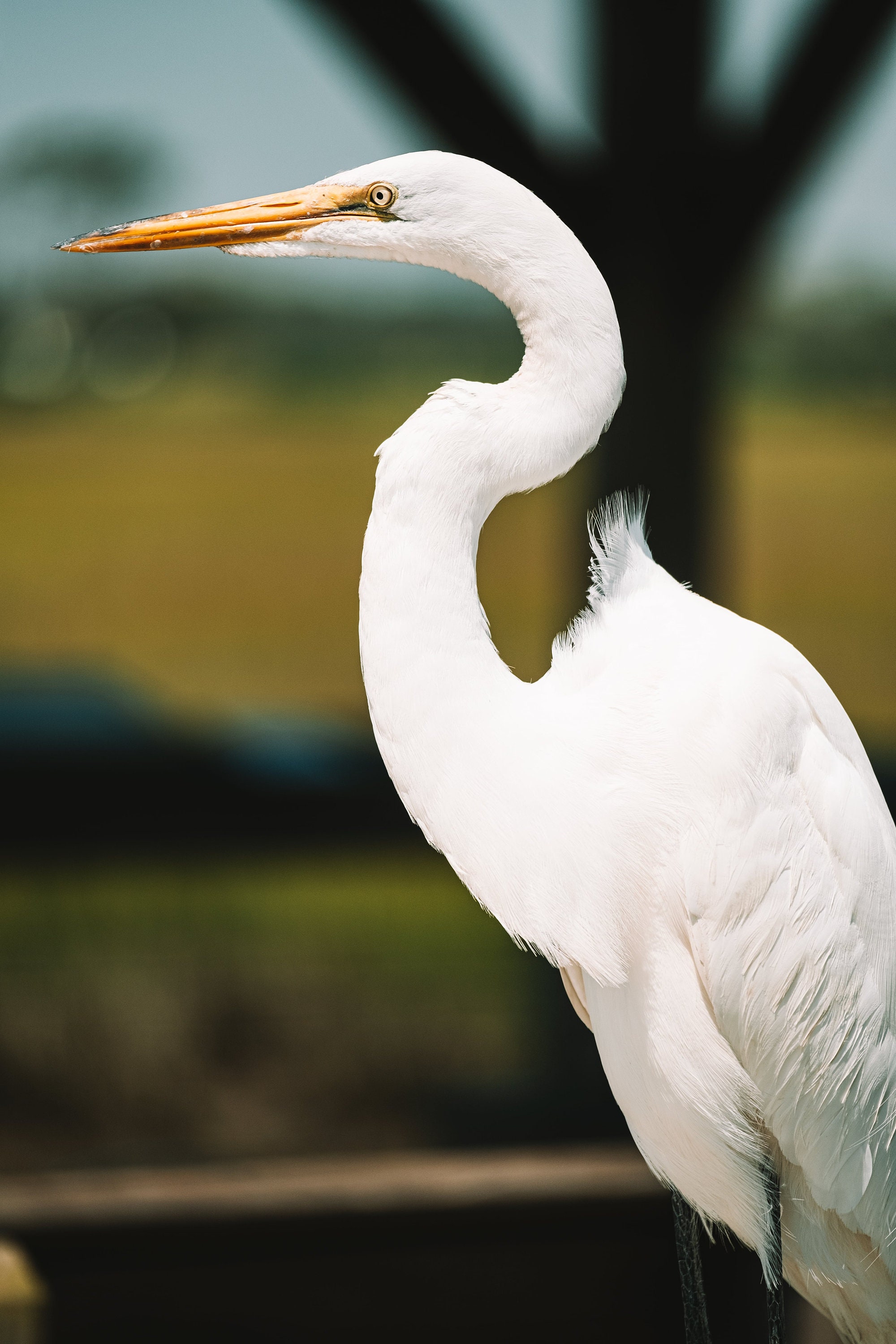Great Egret Bird Wall Decor, Nature Photography, Wall Art Etsy