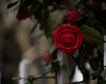 The Rose - Wall Decor, Nature Photography, Wall Art