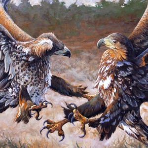 May include: Two brown and white eagles with black wings are facing each other with their wings spread. The eagles are in a field with brown grass and trees in the background.