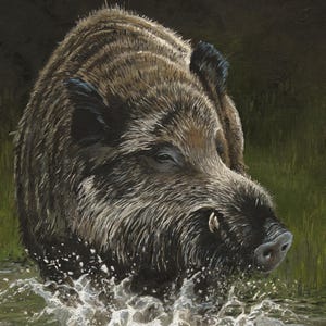 May include: A close-up painting of a wild boar walking through a shallow body of water. The boar is brown and black with a long snout and small ears. The water is clear and the boar is creating a splash as it walks through the water.