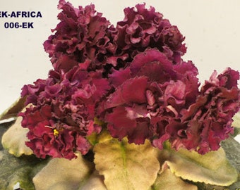 african violet LEAF EK-AFRICA