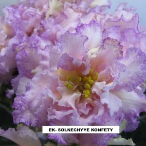 May include: Close-up of a vibrant African violet flower. The petals are a mix of light pink, white, and purple with ruffled edges. The center features yellow stamens. The text "EK- SOLNECHYYE KONFETY" is visible.
