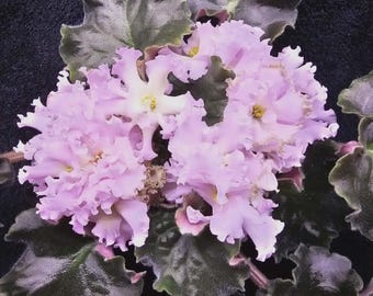 african violet leaf ND- SWEET NOVEMBER