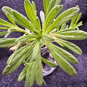 Op de afbeelding: Een bovenaanzicht van een potplant met lange, lichtgroene bladeren. De bladeren hebben een textuur en zijn in een radiaal patroon gerangschikt. De plant staat in een doorzichtige plastic pot, tegen een donkerpaarse achtergrond.