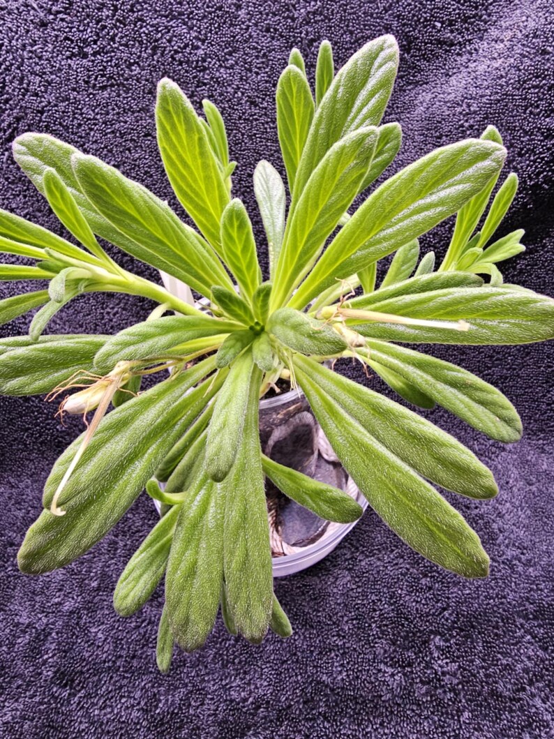 Op de afbeelding: Een bovenaanzicht van een potplant met lange, lichtgroene bladeren. De bladeren hebben een textuur en zijn in een radiaal patroon gerangschikt. De plant staat in een doorzichtige plastic pot, tegen een donkerpaarse achtergrond.