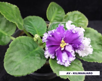 African violet LEAF AB-KILIMANJARO