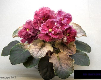 african violet LEAF RS-BAYADERA