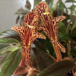 May include: Close-up of exotic flowers with a unique pattern. The blooms have a speckled, spotted design in shades of red, orange, and yellow. The flowers are set against a backdrop of green foliage, creating a vibrant contrast.