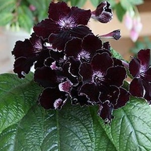 May include: A close-up of a flowering plant with dark burgundy blooms and green leaves. The flowers have a ruffled edge with white accents. The leaves are large, textured, and a deep green colour. The plant is in focus, with a blurred background.