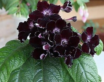 STREPTOCARPUS young plant DS-HOT Chocolate