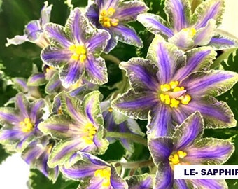 Plante violette africaine LE-SAPHIRA