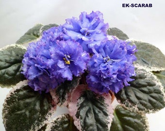 African violet LEAF EK-SCARAB