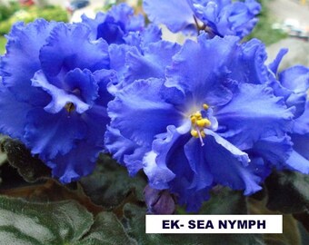 violette africaine LEAF EK-SEA Nymphe