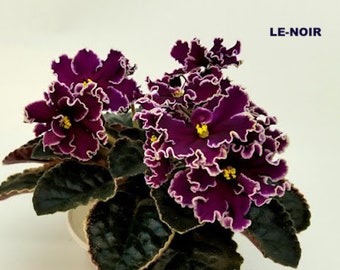 african violet LEAF LE-NOIR