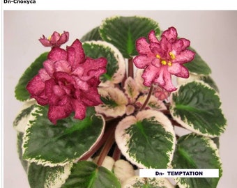 african violet LEAF Dn-TEMPTATION