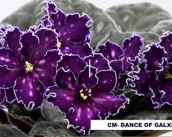 African violet LEAF CM-DANCE Of Galaxies